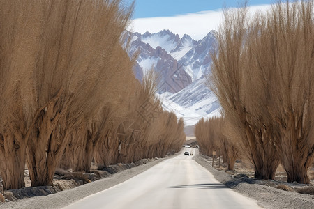 雪山下的农村公路高清图片