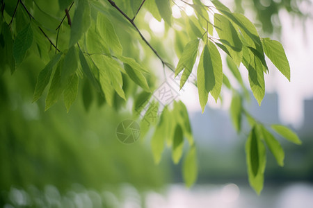 夏天户外绿色植物图片