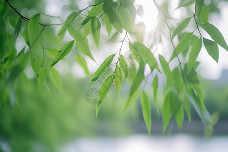 夏天的阳光透过叶子高清图片