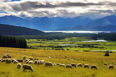 田野美丽的风景上有着羊群图片