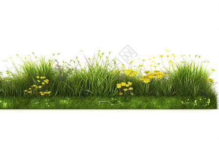 花园草地白色背景下的野草花设计图片