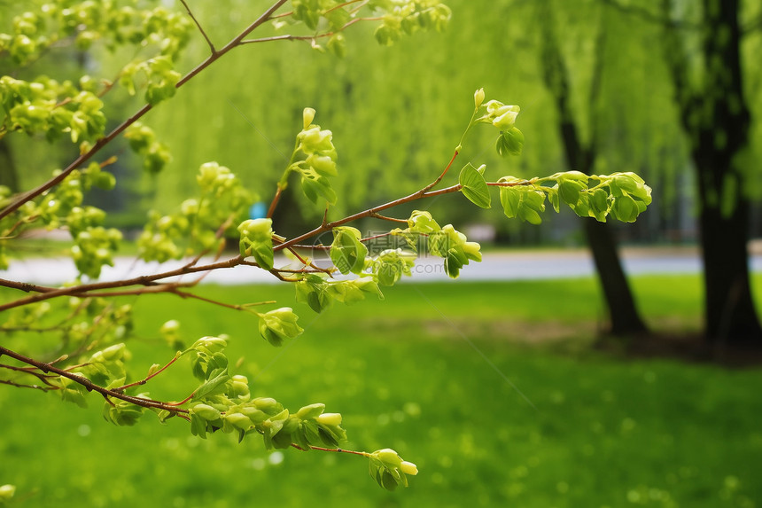 绿芽树枝的特写图图片