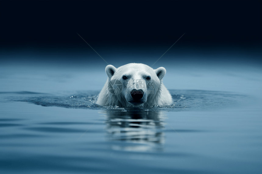 浮潜在水面上的北极熊图片