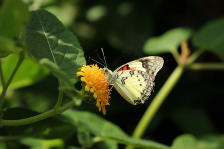 植物上的昆虫蝴蝶图片
