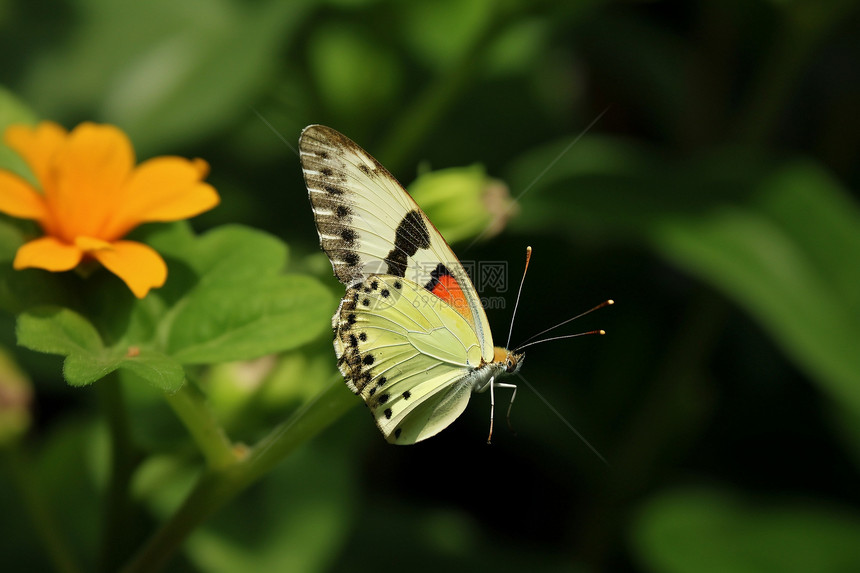 美丽的昆虫蝴蝶图片