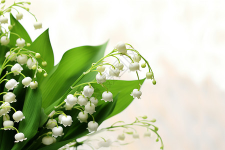 美丽的绿色花朵图片