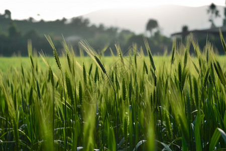 种植的庄稼水稻图片