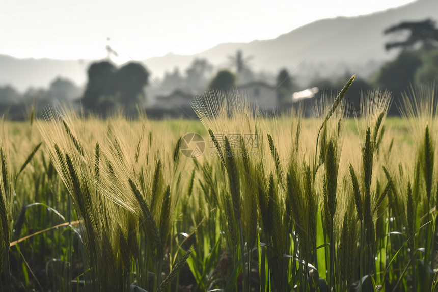 田地里种植的水稻图片