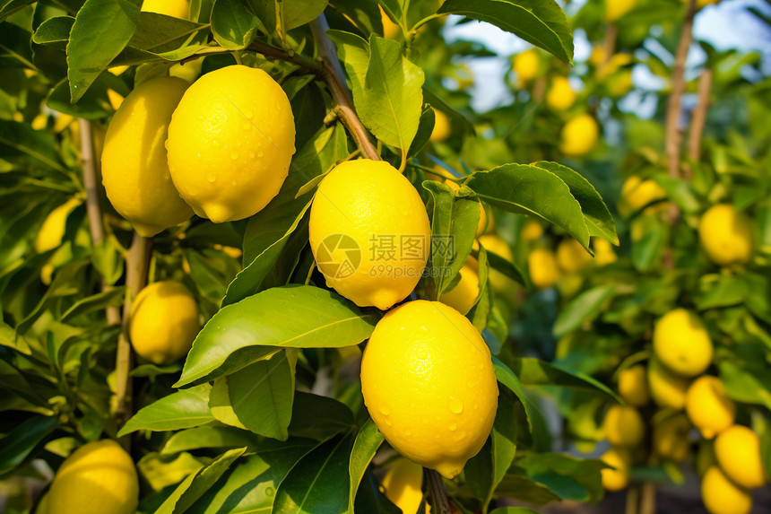 柠檬树上的柠檬图片