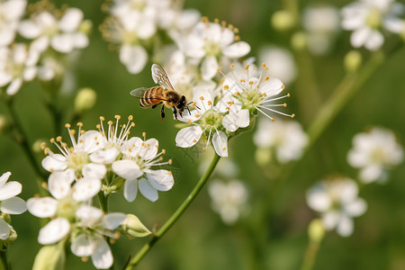 植物学生态采花蜜的蜜蜂背景