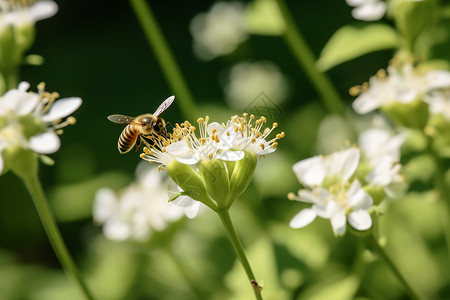 植物学生态采蜜的小蜜蜂背景
