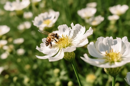 植物学生态蜜蜂在户外采蜜背景
