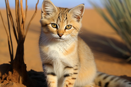 沙丘猫沙丘里的小猫背景