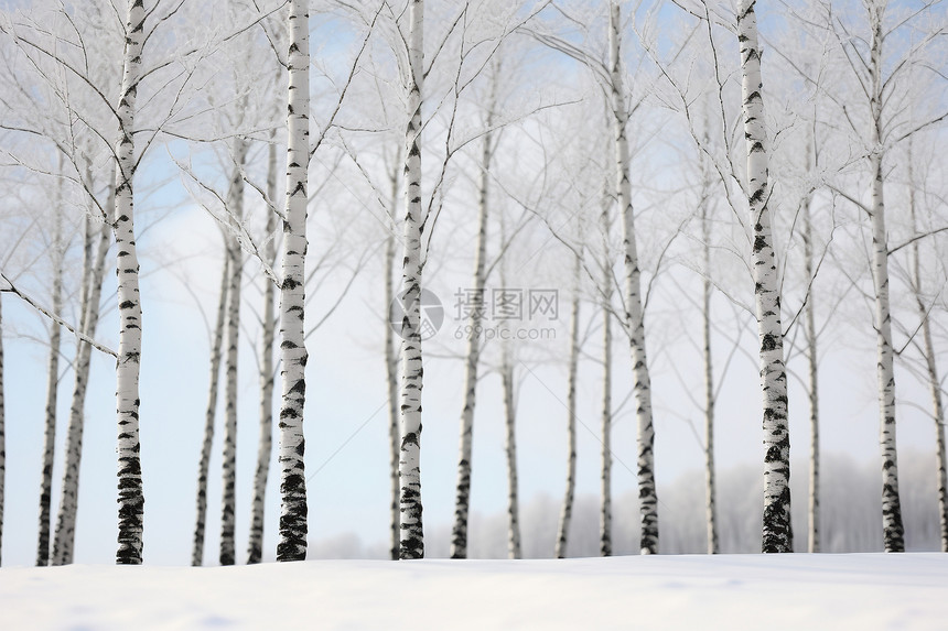 雪地i里的树林图片