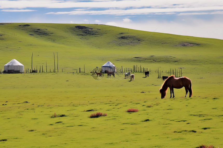 草原的蒙古包图片