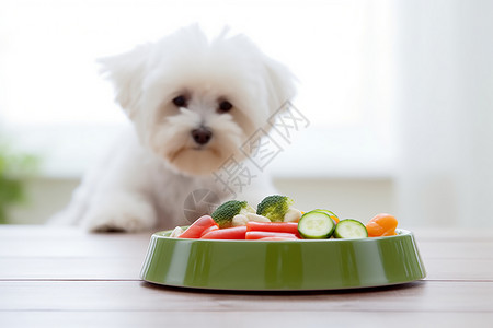 小狗的饮食图片