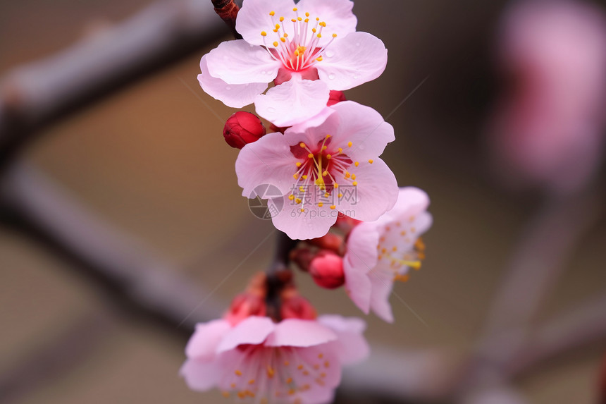 梅花植物特写红色花瓣图片