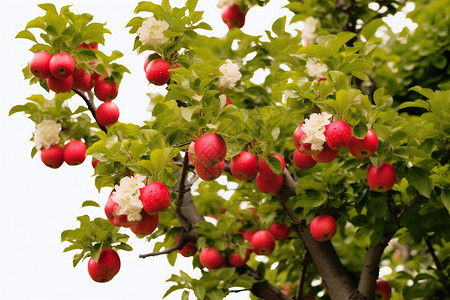 苹果开花自然生长的苹果树背景