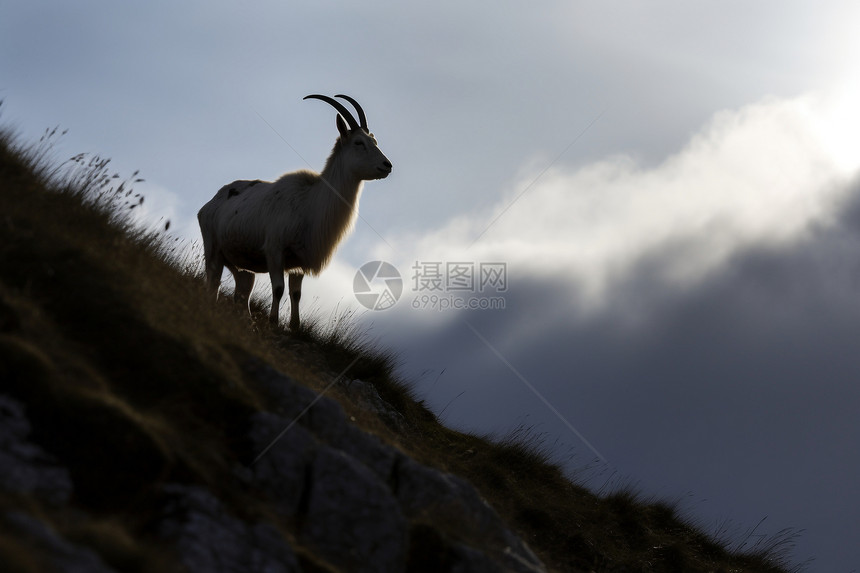 山坡上的山羊图片