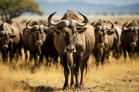 保护区中的野生羚牛背景