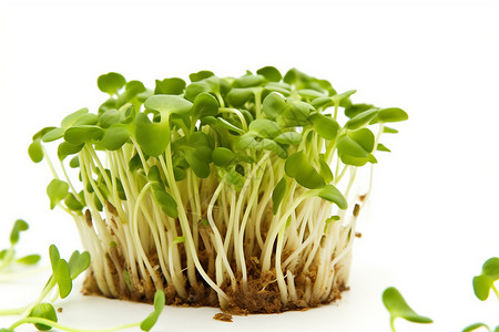 新鲜苜蓿芽苜蓿植物高清图片