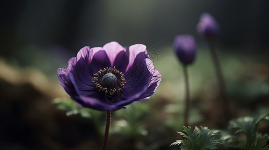 绽放的紫色小花高清图片