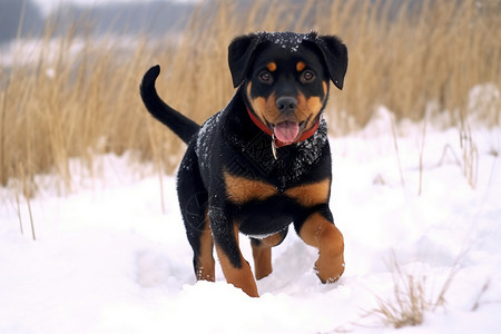 雪地中的小狗图片