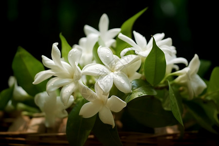 美丽的白话花朵瞎白话高清图片