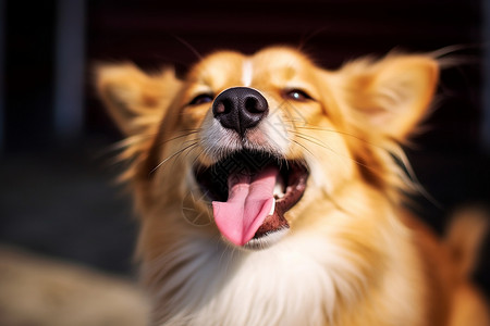 伸舌头的狗背景