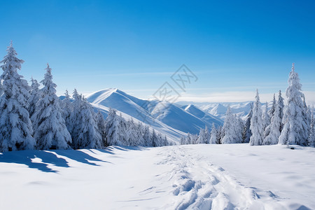 白色的雪原背景图片