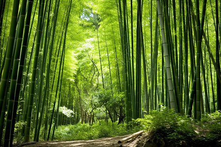 竹林的绿色壁纸背景图片