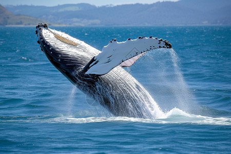 海水中一头鲸从水中跳出来背景