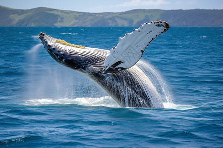 海面上鲸鱼活跃的鲸鱼背景