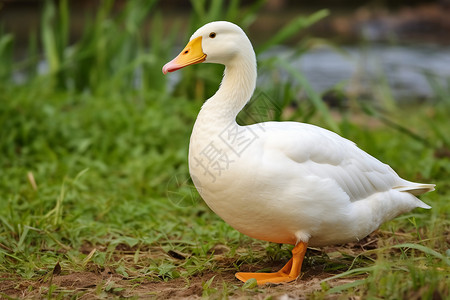 白鸭在放养草地白切鸭高清图片