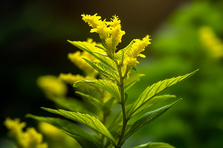 自然花儿素材黄色的花儿背景