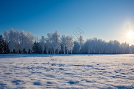 雪天风景雪积后的树林背景