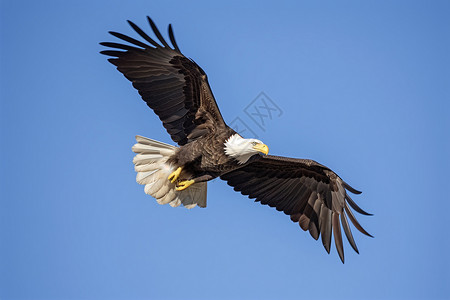 清晰的翅膀凶猛的老鹰背景