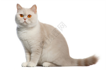 红眼的宠物猫高清图片