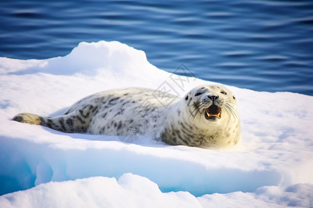 张嘴的海豹灰色北极高清图片