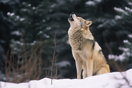冬季里的狼图片