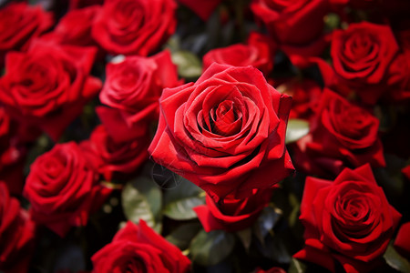 红玫瑰花卉边框户外的红玫瑰背景