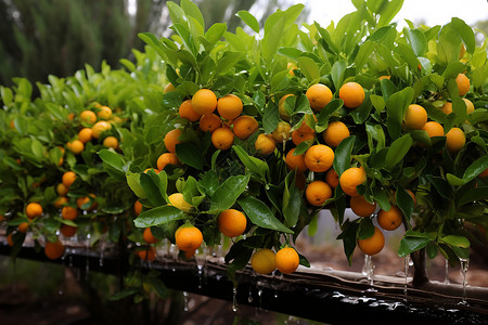 美味柑橘水果图片