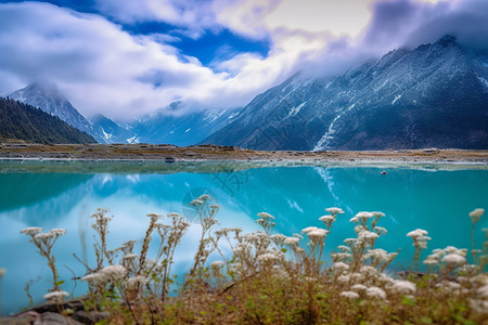 乌椰花蓝色的冉乌湖背景