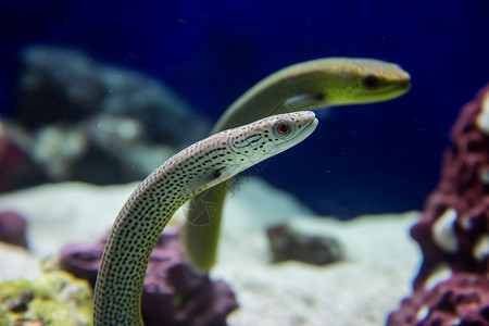 海洋里的鳗鱼图片