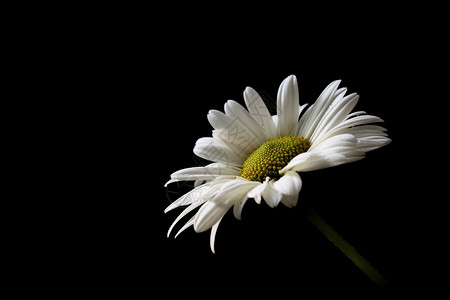 白色雏菊花瓣图片
