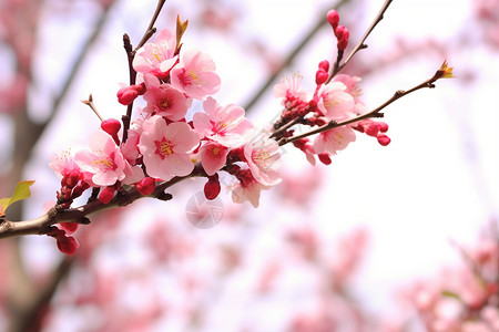 花园里一束樱花背景