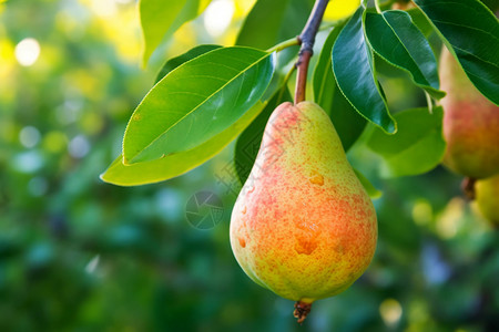 果园里的梨树背景图片