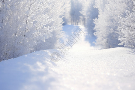 结冰的树背景图片