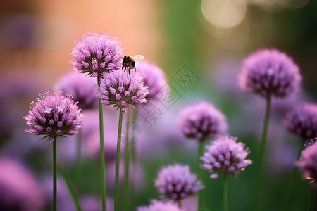 春天紫色植物图片