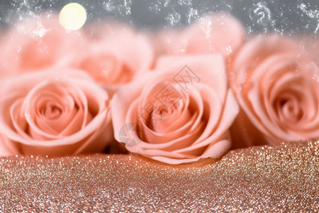 圣诞节花束浪漫的香槟玫瑰设计图片